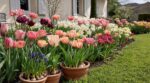 Deux voisins ont planté tulipes et narcisses en septembre : un seul profitera d'un massif fleuri sans interruption jusqu'en juin