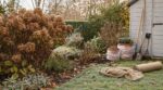Deux voisins ont préparé leur jardin pour l'hiver : un seul n'a pas touché à ses hortensias en novembre et aura des fleurs en juin