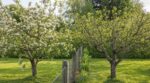 Deux voisins plantent un pommier le même jour : cette erreur au printemps explique pourquoi un seul donne des fruits