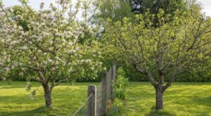 Deux voisins plantent un pommier le même jour : cette erreur au printemps explique pourquoi un seul donne des fruits