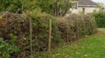 Deux voisins taillaient leurs noisetiers chaque automne pendant dix ans : un seul a réussi à monter une clôture sans rien dépenser