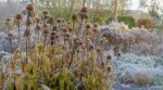 Échinacées : cette erreur de taille en octobre prive votre jardin d'un trésor tout l'hiver, ne la faites plus