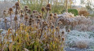Échinacées : cette erreur de taille en octobre prive votre jardin d'un trésor tout l'hiver, ne la faites plus