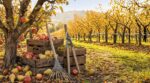 En octobre, voici les 5 gestes au verger à faire vite pour ne pas ruiner votre récolte de l'an prochain