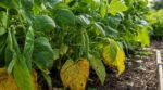 Feuilles de haricots qui jaunissent à la base : ce réflexe méconnu prolonge vos récoltes de plusieurs semaines