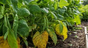 Feuilles de haricots qui jaunissent à la base : ce réflexe méconnu prolonge vos récoltes de plusieurs semaines