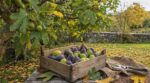 Figues vertes d'octobre : ce que les anciens faisaient avant le froid pour ne jamais voir leur récolte gâchée