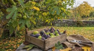Figues vertes d'octobre : ce que les anciens faisaient avant le froid pour ne jamais voir leur récolte gâchée