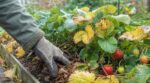 Fraisiers en octobre : ce petit geste au pied des plants décide entre 3 fraises ou des bols pleins en juin