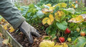 Fraisiers en octobre : ce petit geste au pied des plants décide entre 3 fraises ou des bols pleins en juin