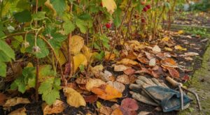 Framboisiers : ce « coup de propre » en octobre au pied des cannes fait chuter de 30 % votre récolte de framboises