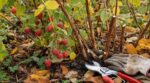 Framboisiers : cette erreur de taille à l’automne ruine la récolte, le bon geste peut doubler vos fruits