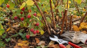 Framboisiers : cette erreur de taille à l'automne ruine la récolte, le bon geste peut doubler vos fruits