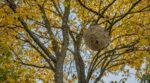 Frelon asiatique : ce coup d’œil de votre voisin en haut des arbres en octobre peut éviter une invasion au printemps