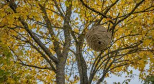 Frelon asiatique : ce coup d'œil de votre voisin en haut des arbres en octobre peut éviter une invasion au printemps