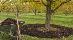 Fumier et arbres fruitiers : ce rituel d'octobre des anciens nourrit 5 ans… à condition d'éviter ce piège