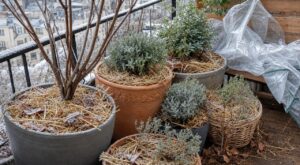 Gelées : arrêtez d'enfermer vos plantes dans le plastique, cette méthode écologique les protège bien mieux