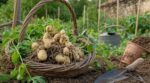 Gesse tubéreuse : ce légume ancien au goût de châtaigne que nos grands-parents semaient dès le mois de mars refait surface au potager