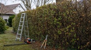 Haie trop haute : ce très court créneau de fin d'hiver pour la rabattre sans la tuer… ni fâcher vos voisins