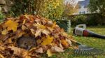 Hérisson dans votre jardin cet automne : cette habitude de ménage peut le condamner sans que vous le voyiez