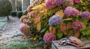 Hortensias : ce geste de 10 minutes avant les premières gelées de novembre qui garantit des massifs tout en fleurs l'été prochain