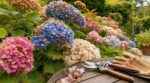 Hortensias en septembre : cette taille que font encore la plupart des jardiniers ruine la floraison du printemps