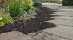 Il a étalé la terre gratuite d'un terrassement sur ses massifs en octobre : au printemps, la renouée du Japon perçait entre les dalles