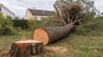 Il a fait abattre son vieux pin un samedi de novembre : ce nid d'écureuil roux dans la ramure pouvait coûter jusqu'à 150 000 euros