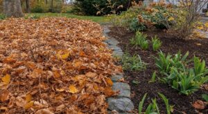 Il a paillé ses massifs de vivaces sous 15 cm de feuilles en octobre : au printemps, les limaces et la pourriture ont tout détruit