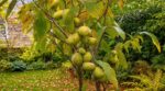 Il a planté un asiminier au fond du jardin en octobre : quatre ans plus tard, ses branches ploient sous des fruits au goût de mangue