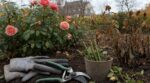 Il a repiqué les boutures de rosiers de son voisin un dimanche de novembre : trois semaines après, la moitié de ses massifs était perdue