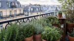 Île-de-France : ces 4 épices poussent sans effort chez vous (et l'erreur qui ruine tout en un hiver)