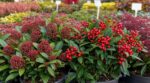 J'ai choisi le skimmia le plus rouge en jardinerie en octobre : c'est un pépiniériste qui m'a expliqué pourquoi il n'aura aucune baie
