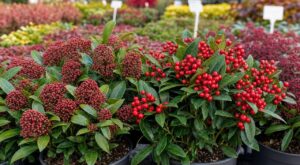 J'ai choisi le skimmia le plus rouge en jardinerie en octobre : c'est un pépiniériste qui m'a expliqué pourquoi il n'aura aucune baie