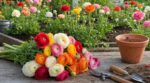 J'ai planté ces griffes de renoncules fin octobre sans trop y croire : en mai, c'est ma fleuriste qui m'a demandé d'où venaient mes fleurs