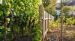 J'ai planté ma vigne sans pépins au printemps comme tout le monde : 3 ans plus tard, celle du voisin installée en octobre déborde de grappes