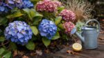 J'ai versé un seul citron dilué au pied de mes hortensias fin octobre : trois semaines plus tard, les limaces avaient déserté le massif