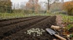 Jardin : ce semis de petits pois en octobre que les anciens faisaient pour éviter les récoltes ratées au printemps