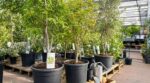 Jardinerie : ces 5 erreurs avec vos arbres en pot peuvent ruiner votre jardin dès le premier été