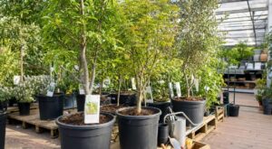 Jardinerie : ces 5 erreurs avec vos arbres en pot peuvent ruiner votre jardin dès le premier été