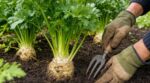 Jardiniers : si votre céleri-rave stagne en octobre, faites vite ce geste secret des maraîchers avant l'arrachage