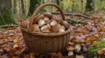 « J'avais rangé mon panier à cèpes à la mi-octobre » : ce geste sous les feuilles après la pluie a prolongé ma récolte jusqu'en novembre