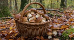 « J'avais rangé mon panier à cèpes à la mi-octobre » : ce geste sous les feuilles après la pluie a prolongé ma récolte jusqu'en novembre
