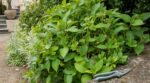 « J'avais taillé mes hortensias en octobre pour faire propre » : l'arbuste a bien passé l'hiver, mais aucune fleur n'est apparue en juillet