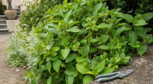 « J'avais taillé mes hortensias en octobre pour faire propre » : l'arbuste a bien passé l'hiver, mais aucune fleur n'est apparue en juillet