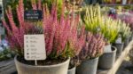 « Je ne choisis plus mes bruyères à leurs fleurs en jardinerie » : cette vérification en octobre m'évite de les voir mourir en hiver