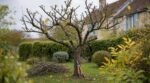 « Je pensais aider mon pommier avant l'hiver » : ce qui est apparu sur son tronc seulement trois semaines après la taille d'octobre