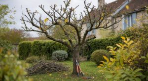 « Je pensais aider mon pommier avant l'hiver » : ce qui est apparu sur son tronc seulement trois semaines après la taille d'octobre