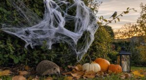 « Je pensais amuser les enfants avec cette fausse toile d'araignée » : ce qu'elle fait aux oiseaux et aux hérissons de la haie en octobre