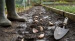 « Je pensais bien faire en plantant mon ail dès le mois d'octobre » : en grattant mes rangs vides en mars, j'ai compris mon erreur